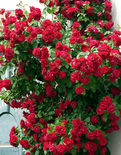 🌹 **Elegant Climbing Rose Seeds – Beauty That Blooms & Climbs!** 🌿✨