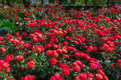 🌹 **Elegant Climbing Rose Seeds – Beauty That Blooms & Climbs!** 🌿✨